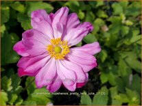 Anemone hupehensis &#39;Pretty Lady Julia&#39;