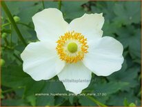 Anemone hupehensis &#39;Pretty Lady Maria&#39;