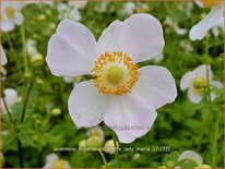 Anemone hupehensis &#39;Pretty Lady Maria&#39;