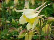 Aquilegia caerulea &#39;Spring Magic Yellow&#39;