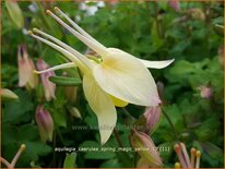 Aquilegia caerulea &#39;Spring Magic Yellow&#39;