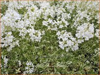 Arabis ferdinandi-coburgii &#39;Variegata&#39;