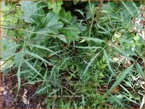 Aruncus dioicus &#39;Kneiffii&#39;