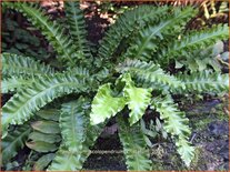 Asplenium scolopendrium &#39;Cristatum&#39;