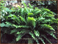 Asplenium scolopendrium &#39;Cristatum&#39;