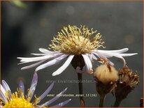 Aster ageratoides &#39;Asran&#39;