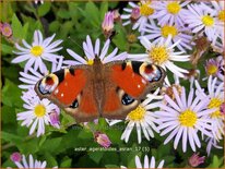 Aster ageratoides &#39;Asran&#39;