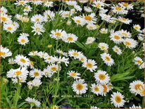 Aster alpinus &#39;Albus&#39;