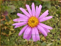 Aster amellus &#39;Rosa Erfüllung&#39;