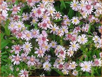 Aster &#39;Coombe Fishacre&#39;