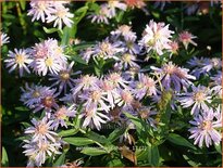 Aster &#39;Coombe Fishacre&#39;