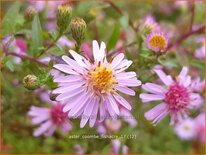 Aster &#39;Coombe Fishacre&#39;