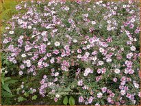 Aster &#39;Coombe Fishacre&#39;