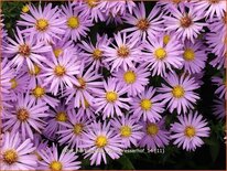 Aster &#39;Herbstgruß vom Bresserhof&#39;