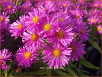 Aster &#39;Kassel&#39;