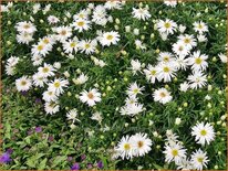 Aster &#39;Kristina&#39;