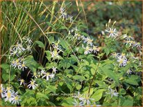 Aster macrophyllus