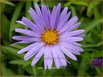 Aster &#39;Mittelmeer&#39;