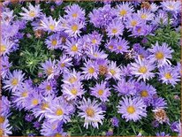 Aster &#39;Mittelmeer&#39;