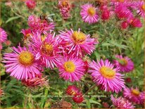 Aster novae-angliae &#39;Andenken an Alma Pötschke&#39;