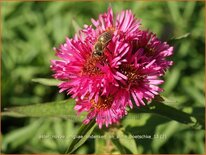 Aster novae-angliae &#39;Andenken an Alma Pötschke&#39;