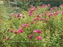 Aster novae-angliae &#39;Andenken an Alma Pötschke&#39;