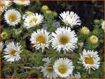 Aster novae-angliae &#39;Herbstschnee&#39;