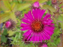 Aster novae-angliae &#39;Septemberrubin&#39;