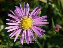 Aster &#39;Pink Star&#39;