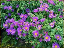 Aster &#39;Samoa&#39;