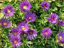 Aster &#39;Samoa&#39;