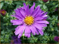 Aster &#39;Samoa&#39;