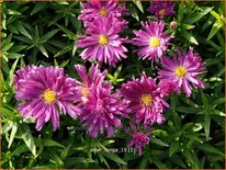 Aster &#39;Tonga&#39;