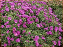 Aster &#39;Tonga&#39;