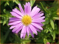 Aster &#39;Wachsenburg&#39;