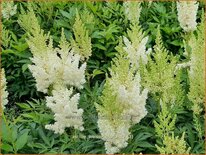 Astilbe &#39;Weiße Gloria&#39;