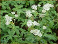 Astrantia major &#39;Shaggy&#39;