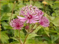 Astrantia major &#39;Sparkling Stars Pink&#39;