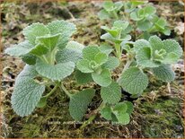 Ballota acetabulosa &#39;All Hallows Green&#39;