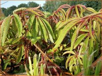 Begonia luxurians