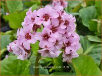 Bergenia &#39;Memelinks Pride&#39;