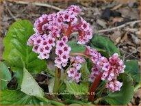 Bergenia &#39;Memelinks Pride&#39;