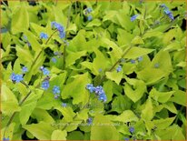 Brunnera macrophylla &#39;Diane&#39;s Gold&#39;