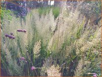 Calamagrostis brachytricha