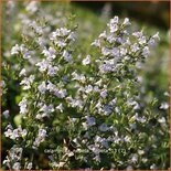 Calamintha nepeta