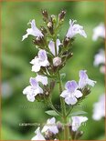 Calamintha nepeta