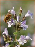 Calamintha nepeta