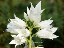 Campanula latifolia &#39;Alba&#39;