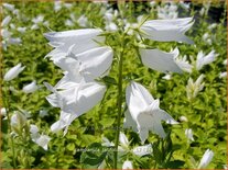 Campanula latifolia &#39;Alba&#39;