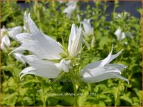 Campanula latifolia &#39;Alba&#39;